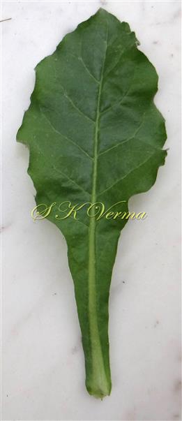  Basal leaf (Adaxial view)